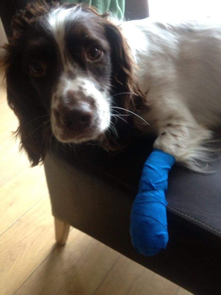 Pet First Aid Kit